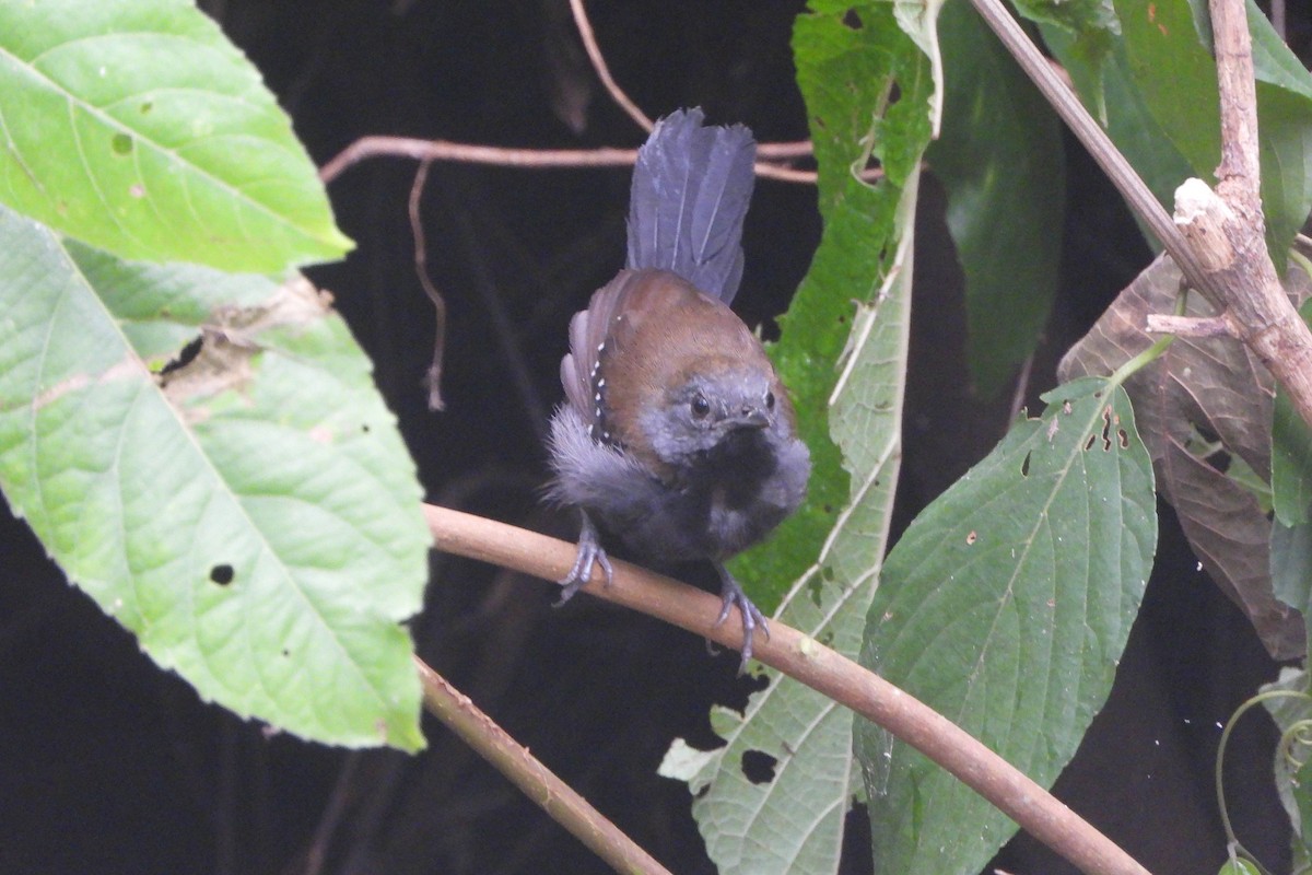 Black-throated Antbird - Knut Hansen