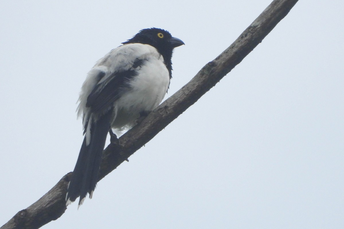 Magpie Tanager - ML121743961