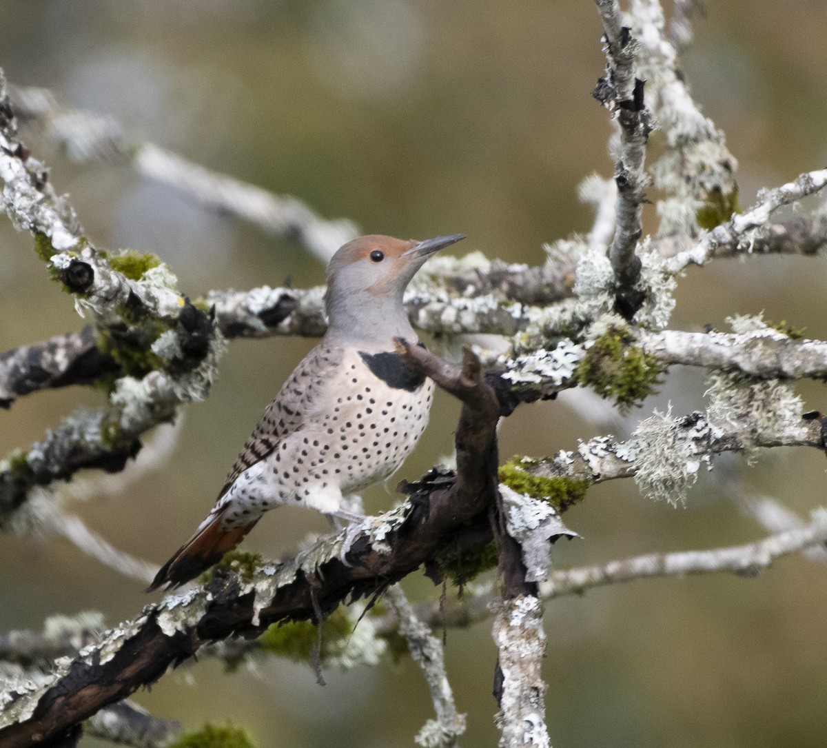 Northern Flicker (Red-shafted) - ML121746641