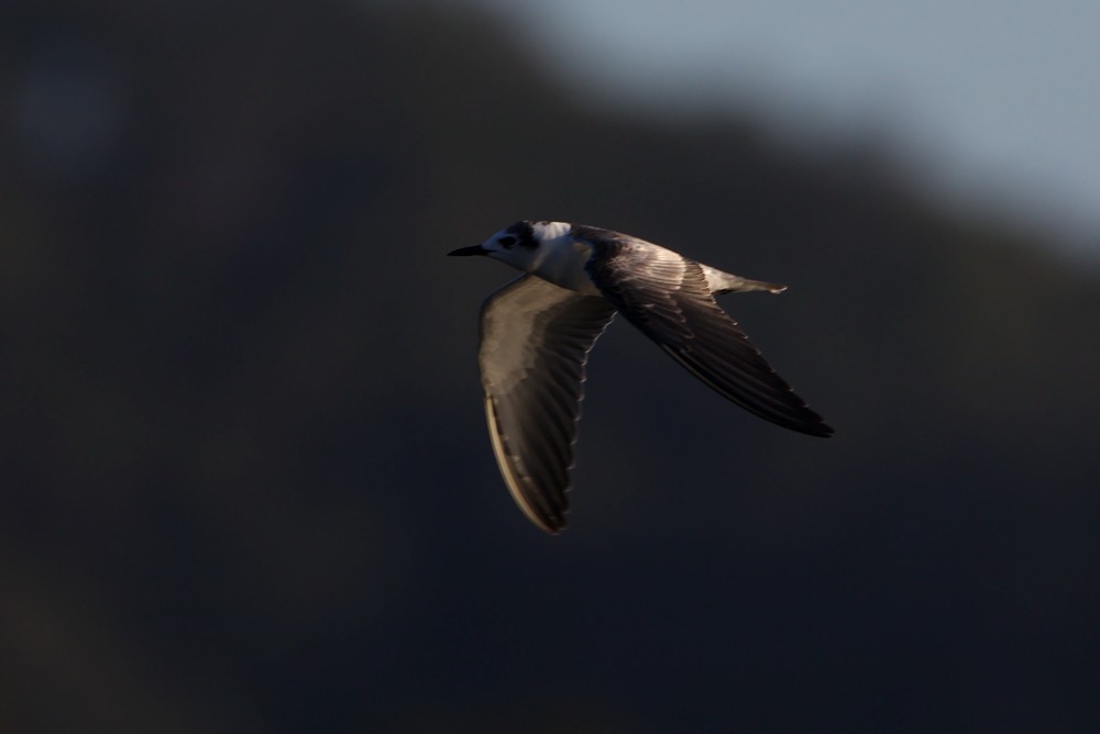 White-winged Tern - Tom Tarrant