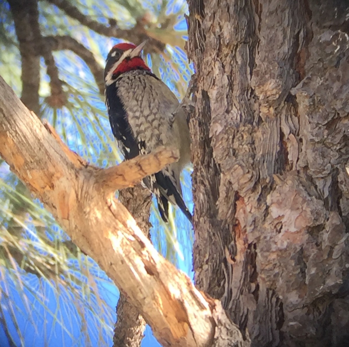 Red-naped Sapsucker - Mary Ratcliff