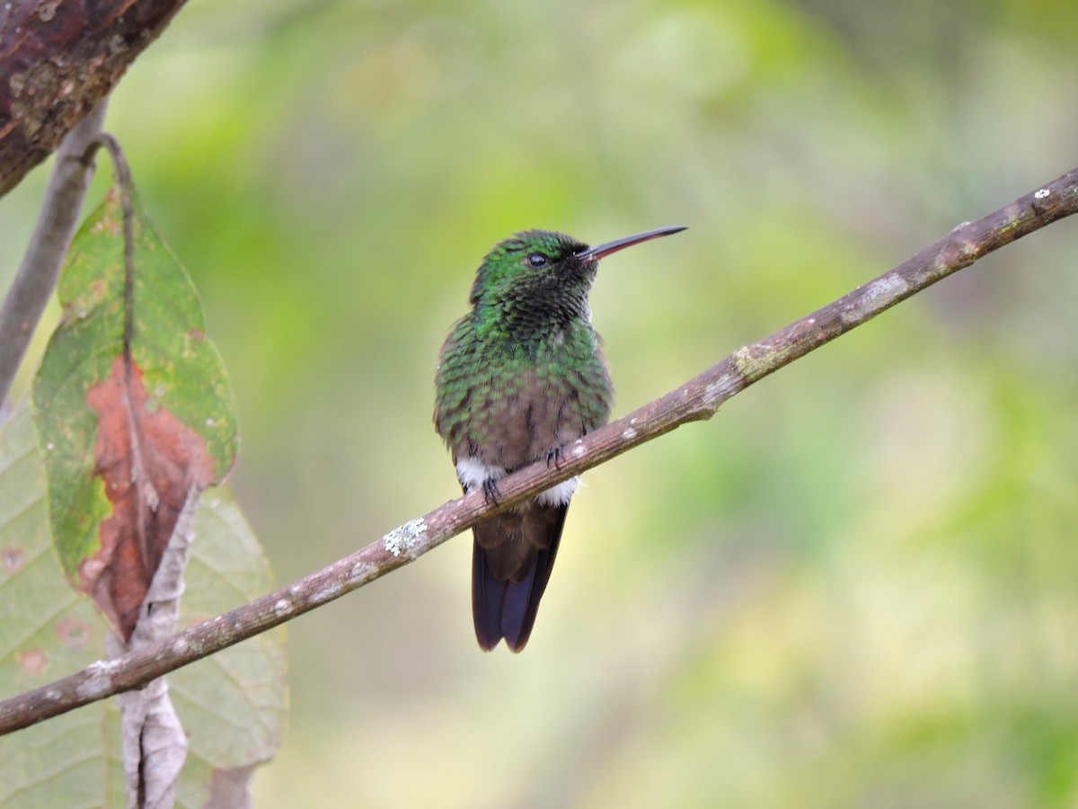 Green-bellied Hummingbird - ML121749361
