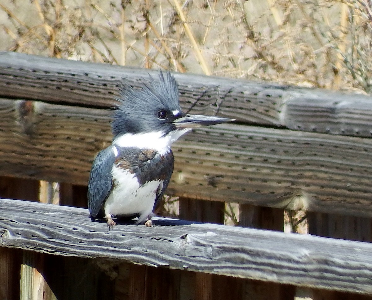 Belted Kingfisher - Rene Laubach