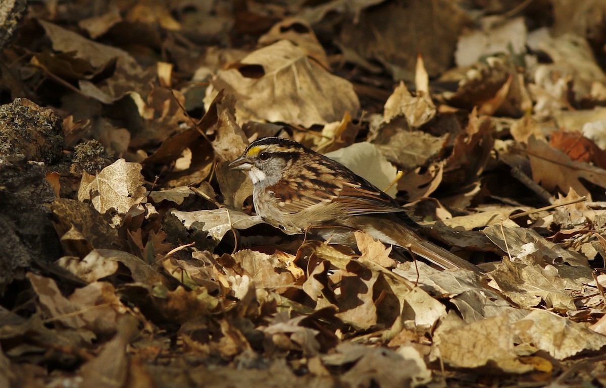 White-throated Sparrow - Stuart Angerer