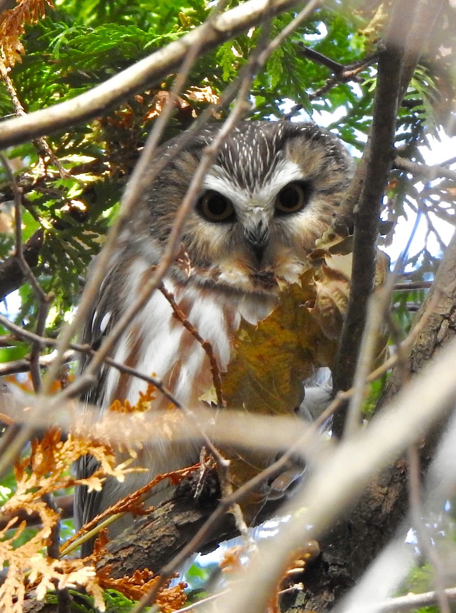 Northern Saw-whet Owl - Rachael Stencel