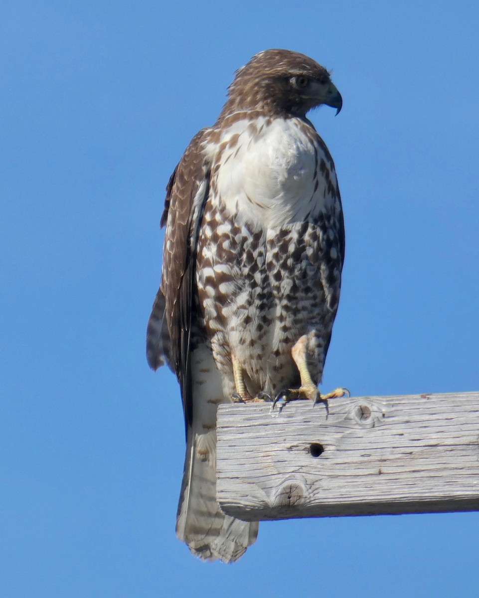 Red-tailed Hawk - Gary Byerly