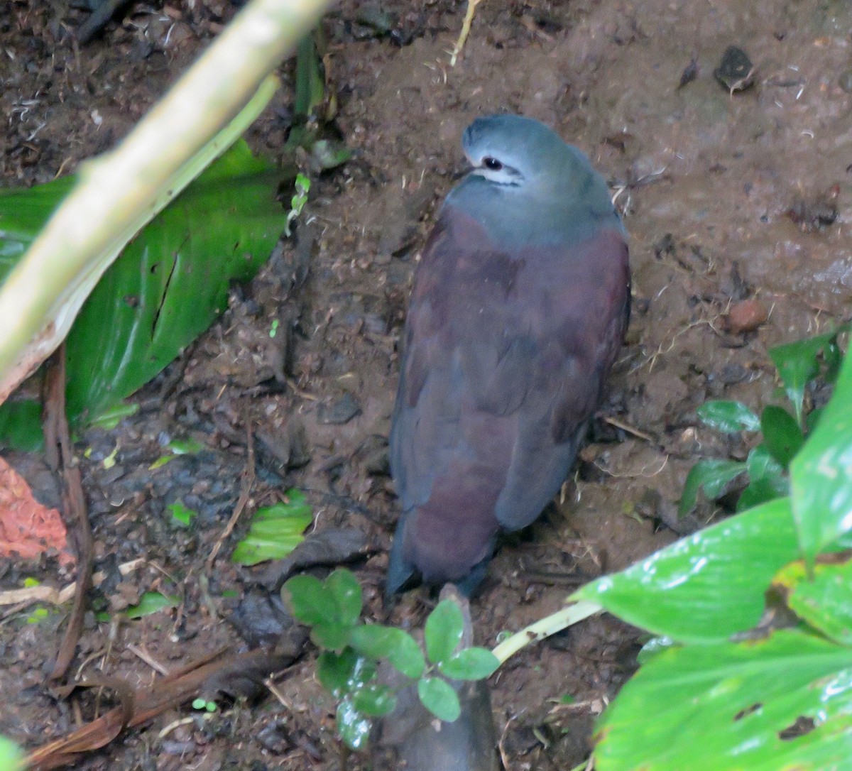 Buff-fronted Quail-Dove - Yve Morrell
