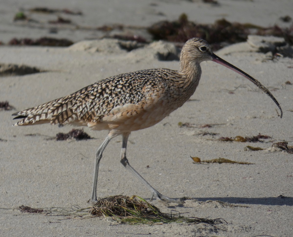 Long-billed Curlew - ML121755881