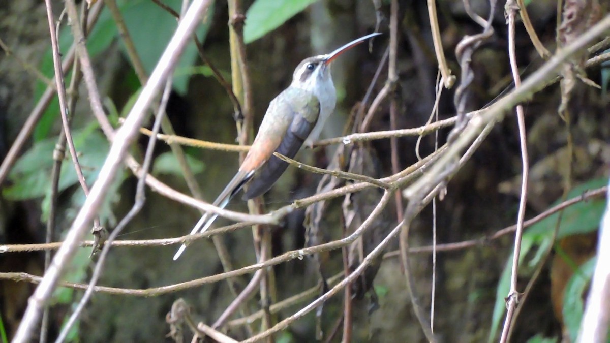Sooty-capped Hermit - Edwin Munera