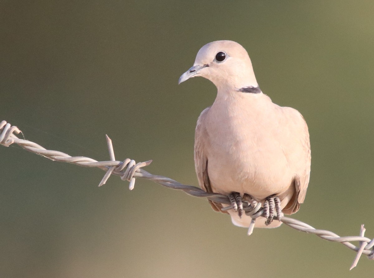 Red Collared-Dove - ML121757911