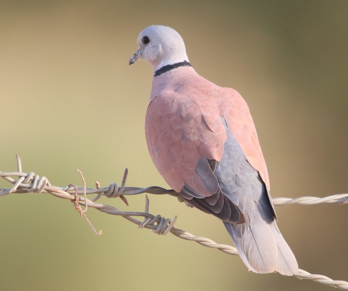 Red Collared-Dove - ML121757921