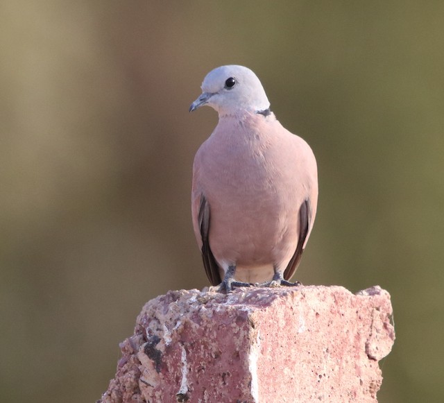 Appeau coucou buis, tourterelle pigeon