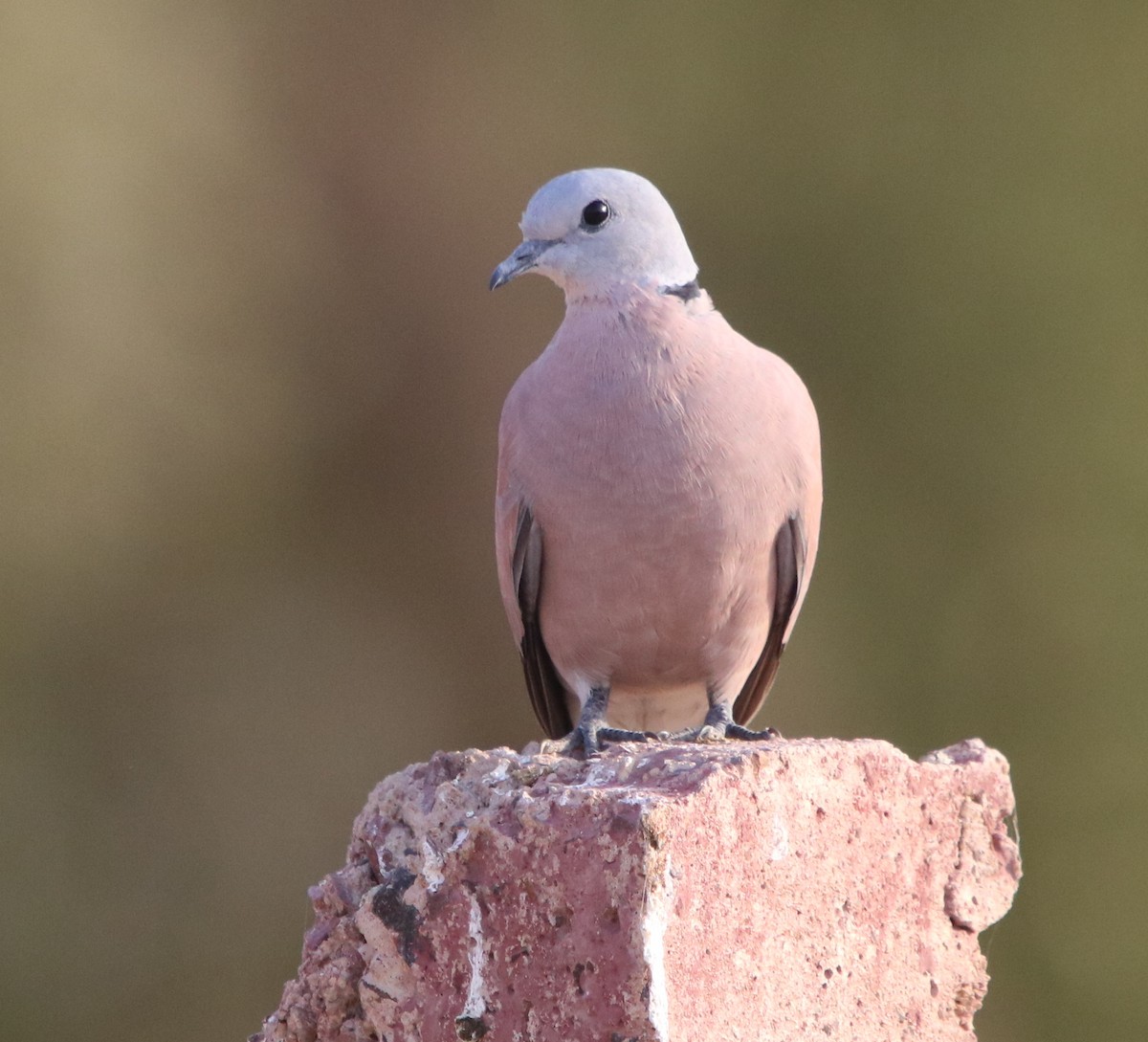 Red Collared-Dove - ML121757931