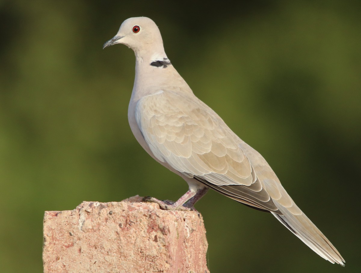 Eurasian Collared-Dove - Bhaarat Vyas