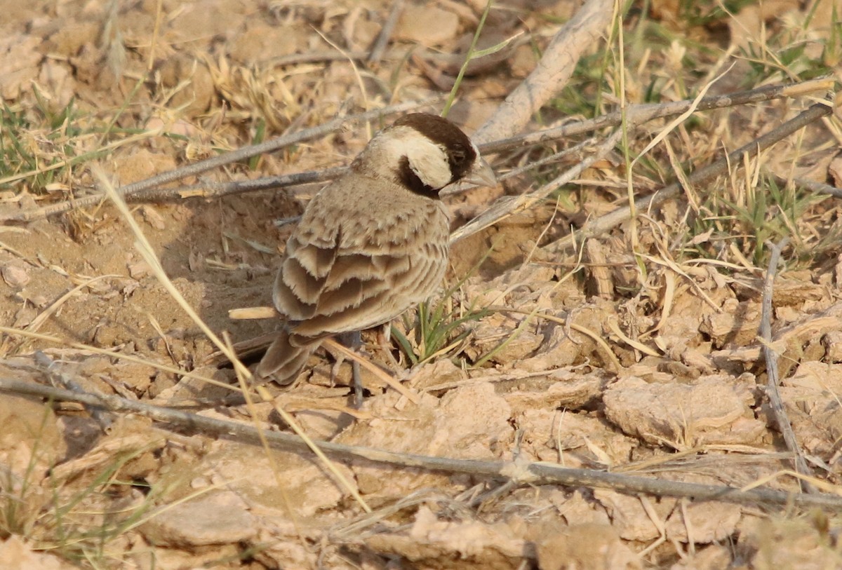 Black-crowned Sparrow-Lark - ML121759081