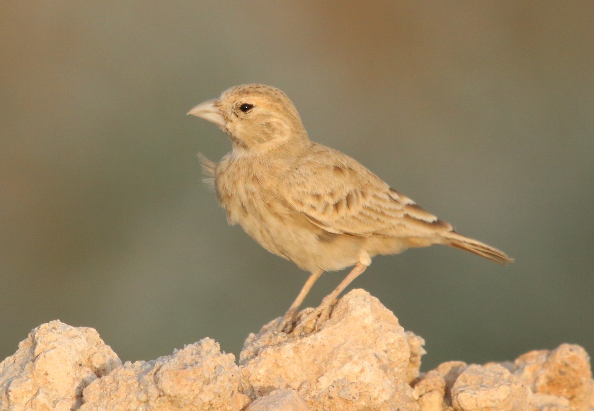 Black-crowned Sparrow-Lark - ML121759101