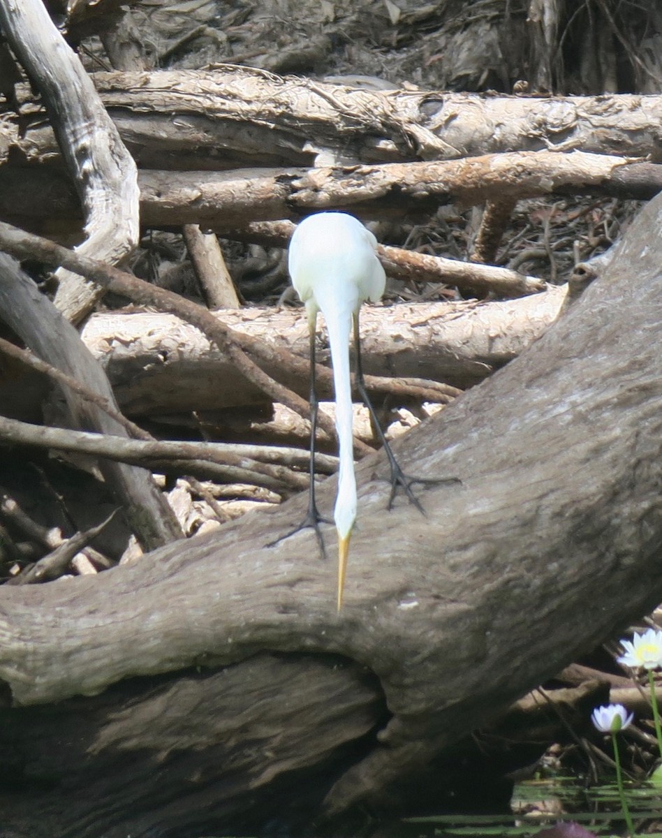 Great Egret (modesta) - Kath Shurcliff