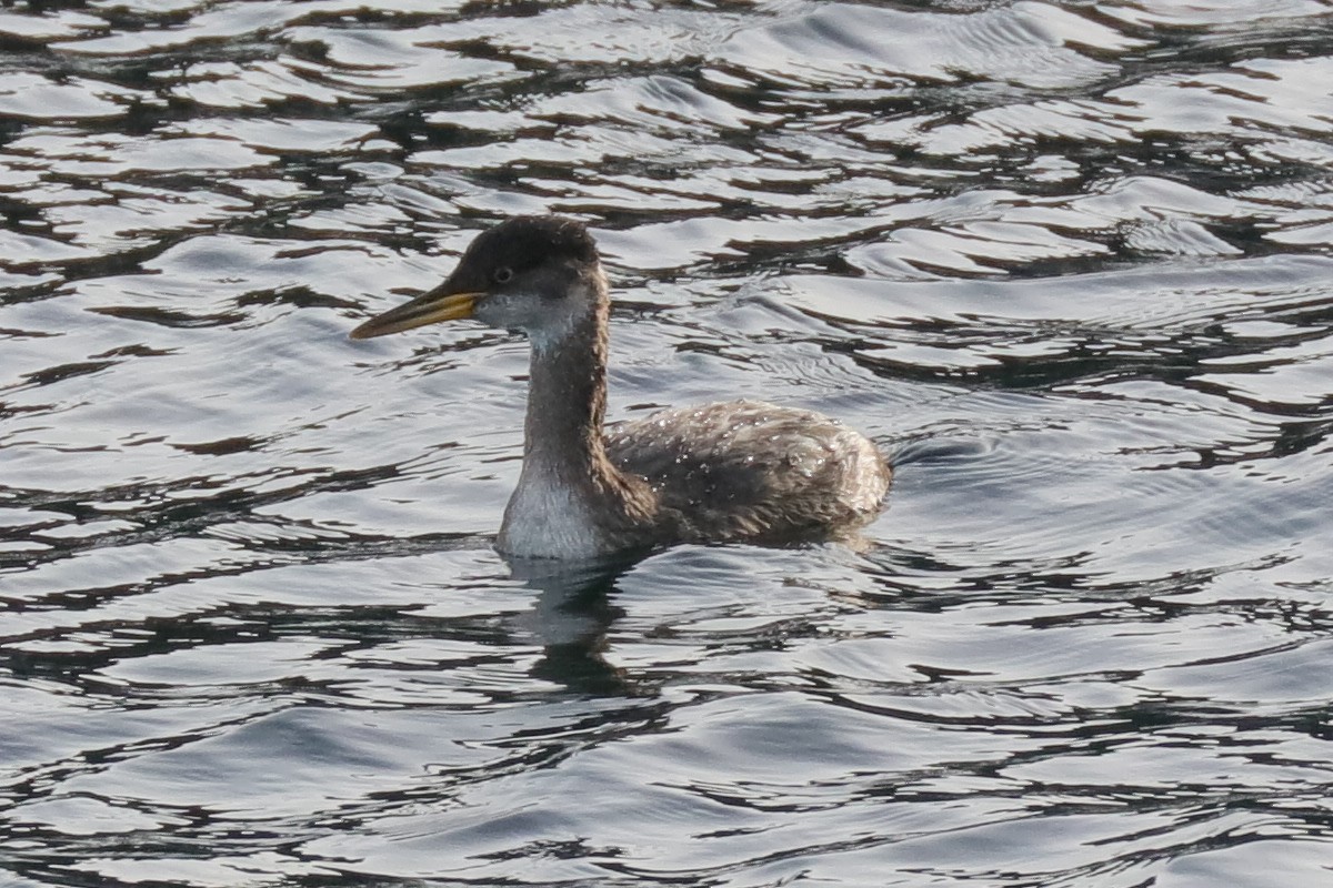 Red-necked Grebe - ML121759341