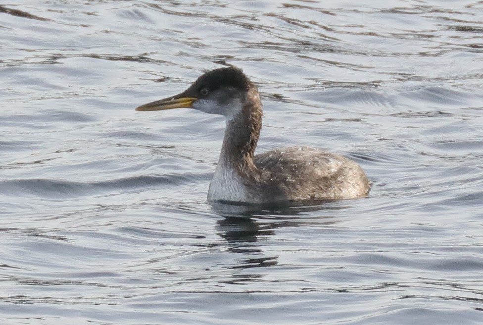 Red-necked Grebe - ML121759361