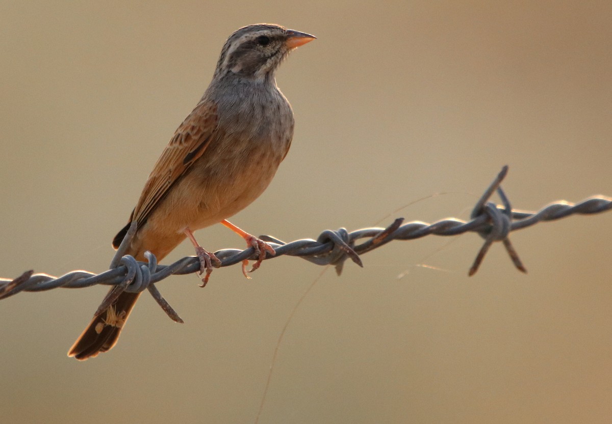Striolated Bunting - ML121759531