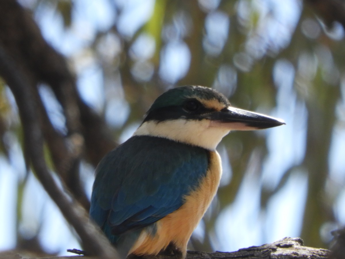 Sacred Kingfisher (Australasian) - Ron Steicke