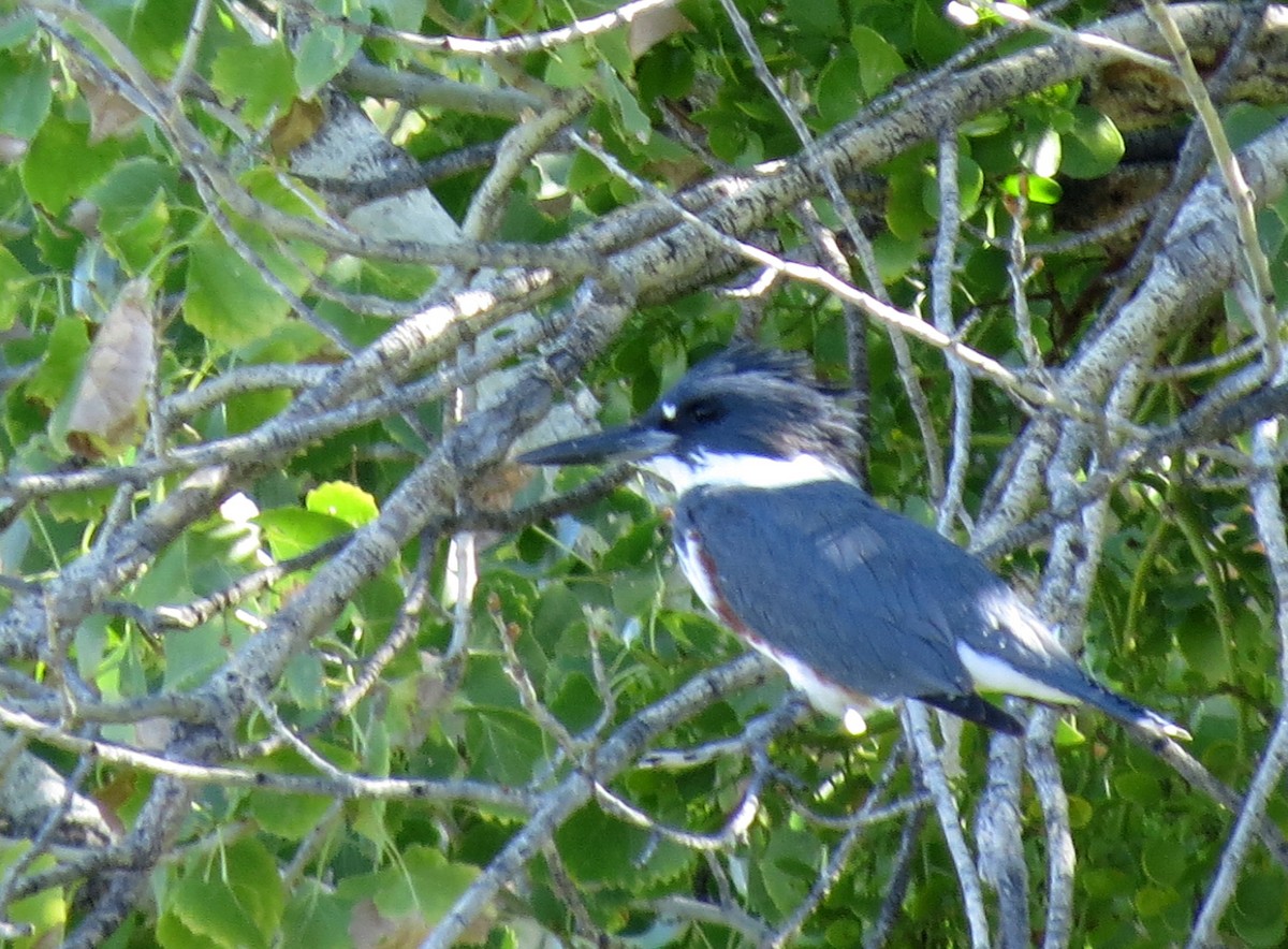 Belted Kingfisher - ML121762051