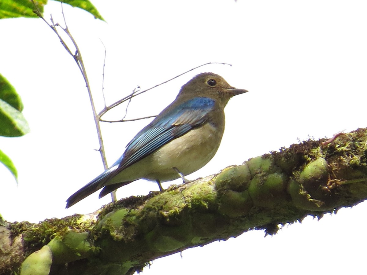 Blue-and-white Flycatcher - George Inocencio