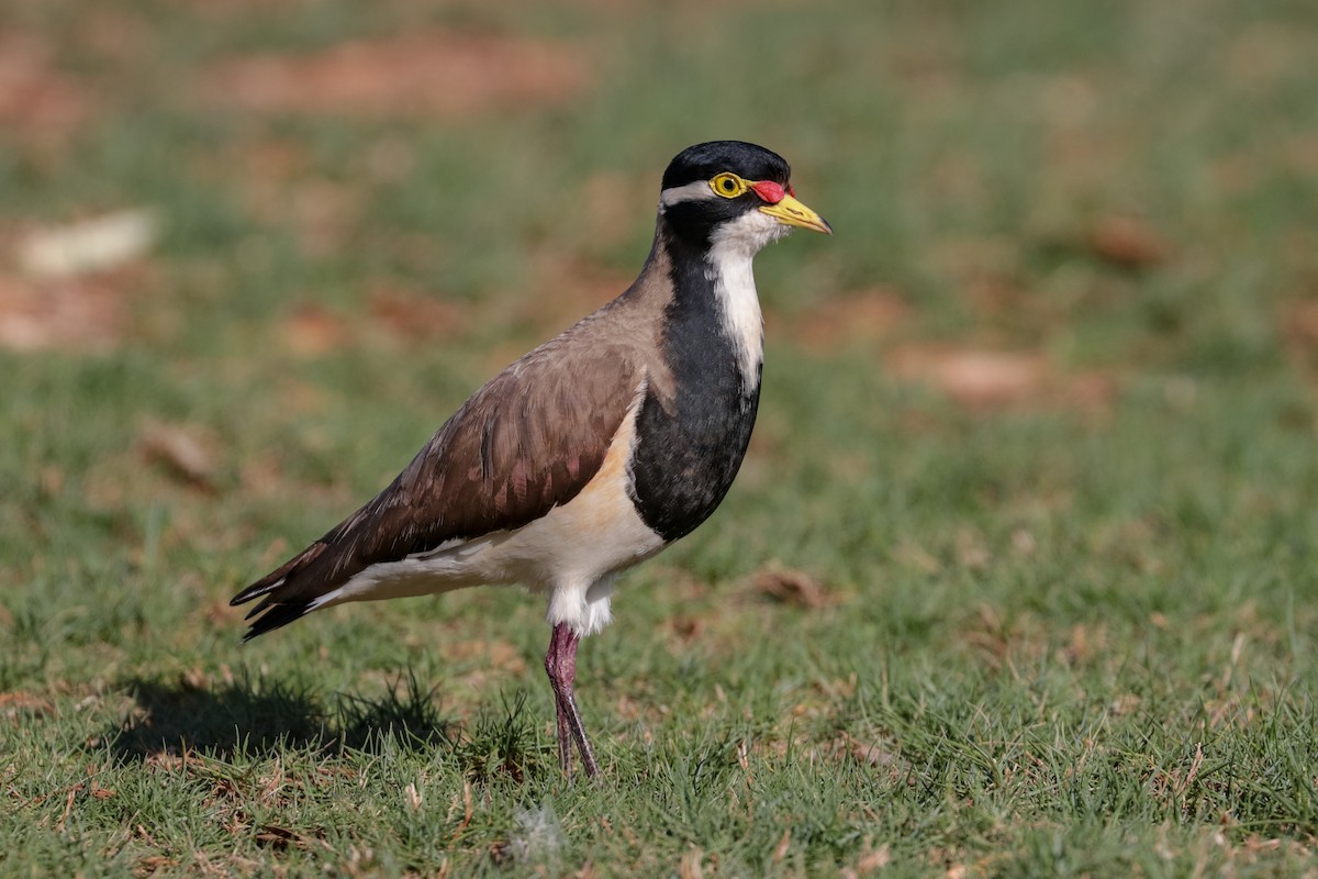 Banded Lapwing - ML121765371