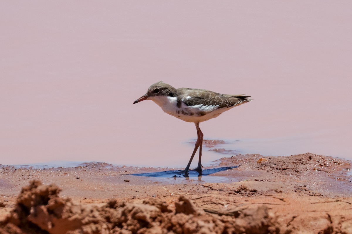 Red-kneed Dotterel - ML121765751