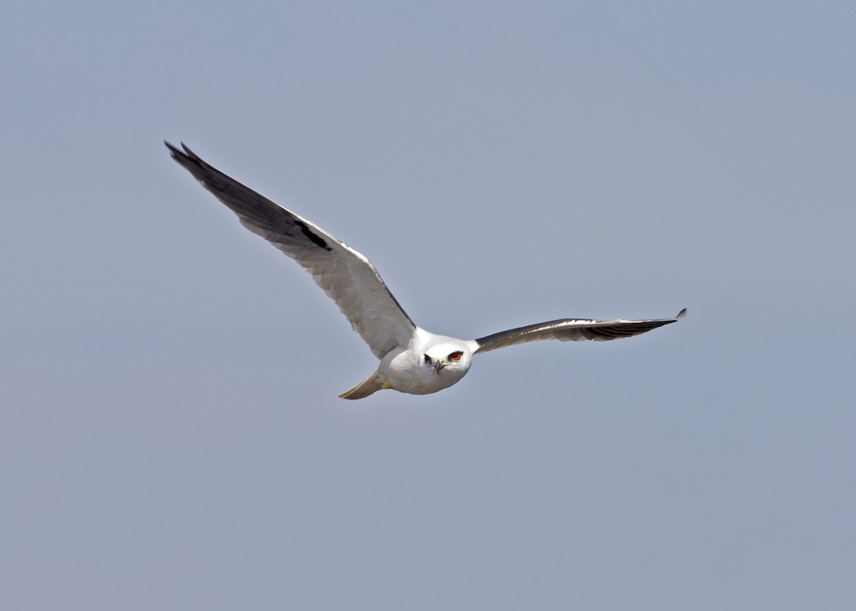 Black-shouldered Kite - ML121768201