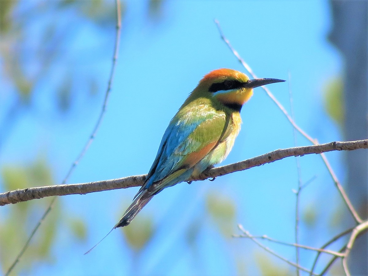 Rainbow Bee-eater - Ash Allnutt