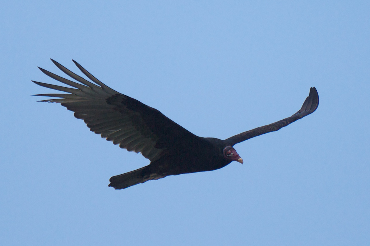 Lesser Yellow-headed Vulture - Robert Tizard