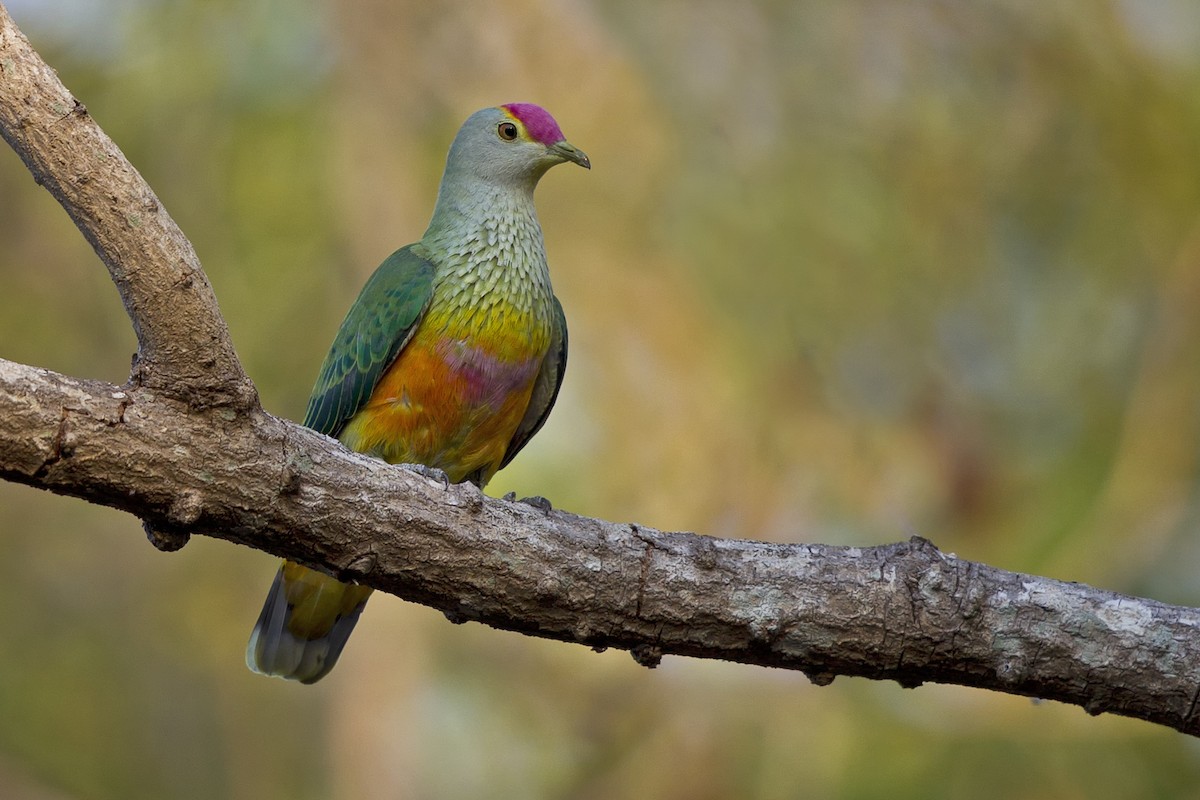 Rose-crowned Fruit-Dove - ML121771241