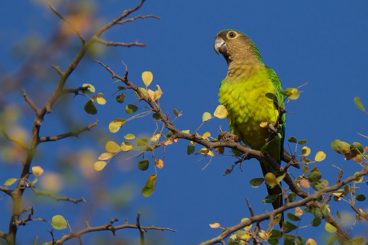 Brown-throated Parakeet (Brown-throated) - Robert Tizard