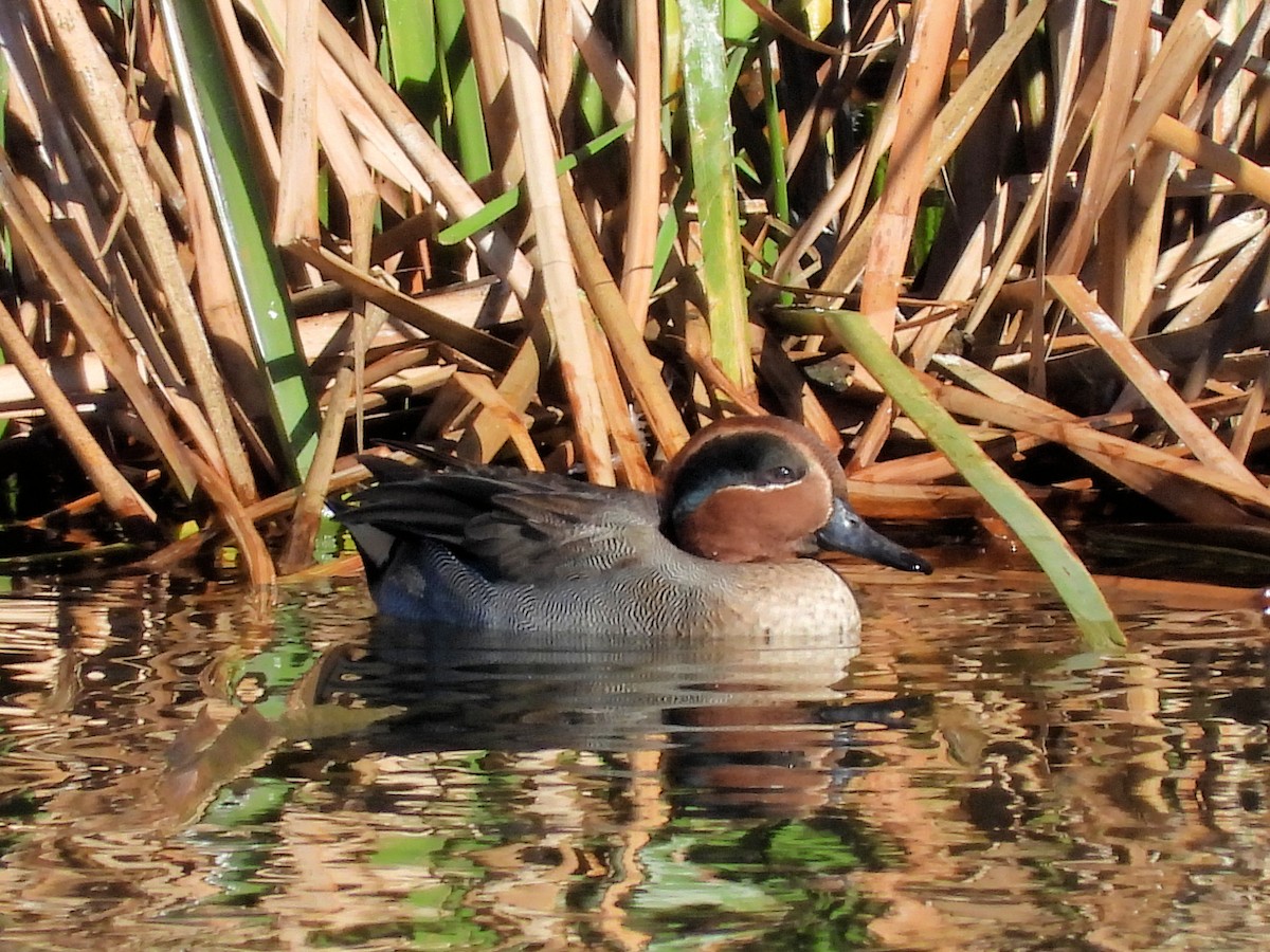Green-winged Teal - ML121771841
