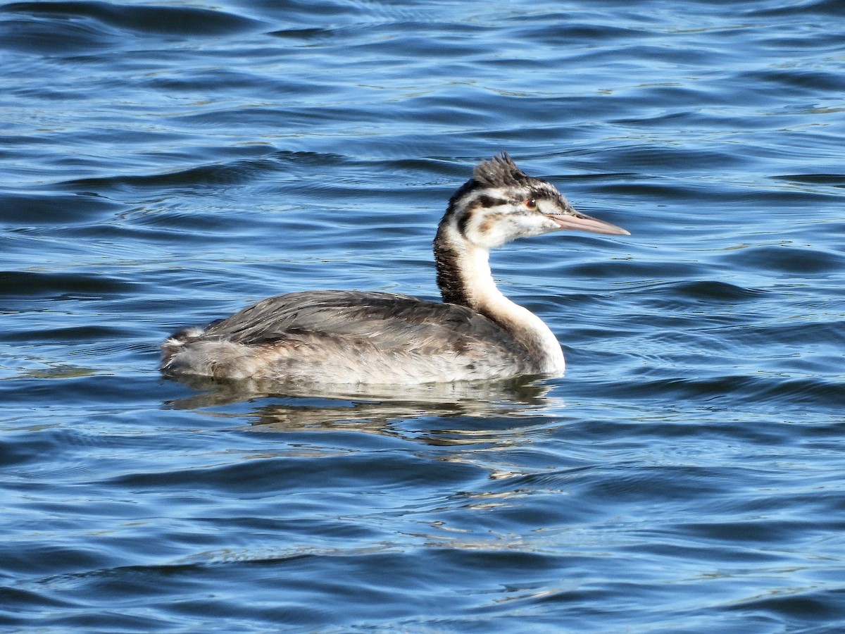 Great Crested Grebe - ML121771871