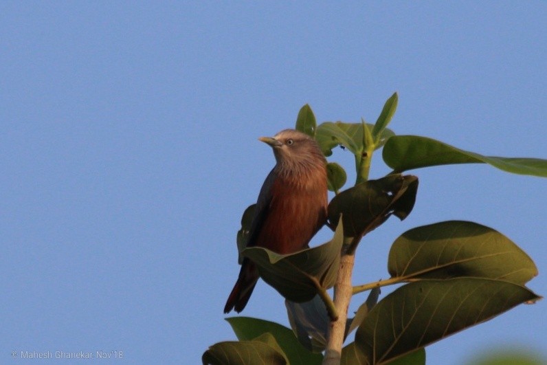 Chestnut-tailed Starling - ML121772971