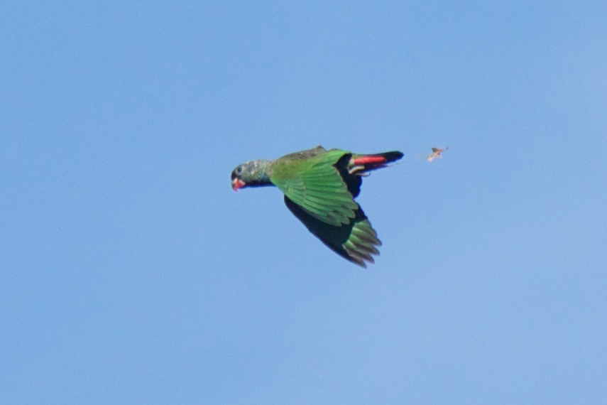 Папуга-червоногуз зеленоголовий - ML121775391