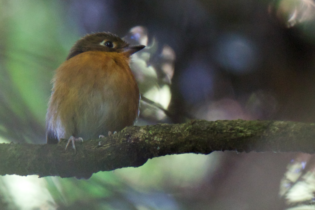 Rusty-breasted Antpitta (Rusty-breasted) - ML121775431