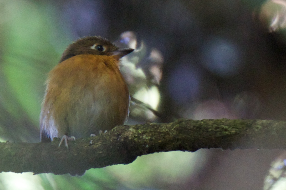 Rusty-breasted Antpitta (Rusty-breasted) - ML121775441