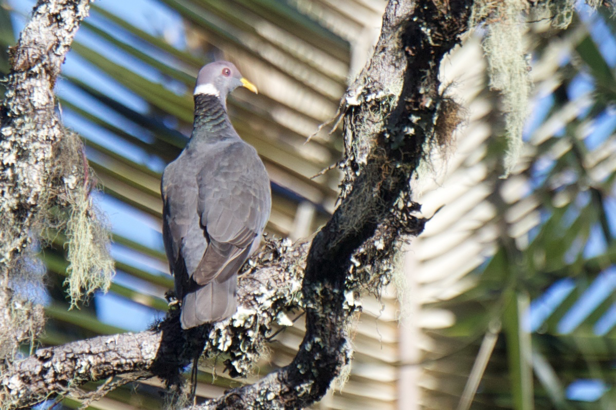 Band-tailed Pigeon (White-necked) - Robert Tizard