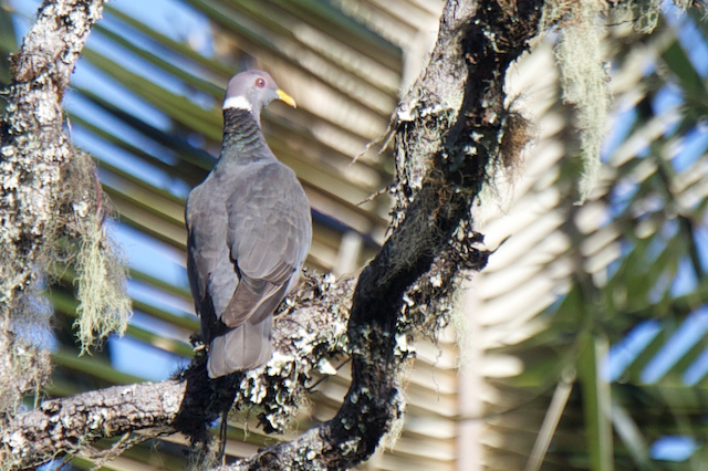 Band-tailed Pigeon (White-necked)