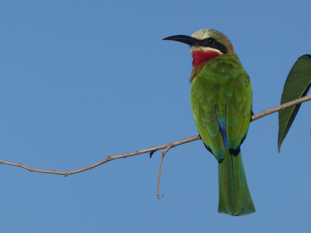 White-fronted Bee-eater - ML121777181