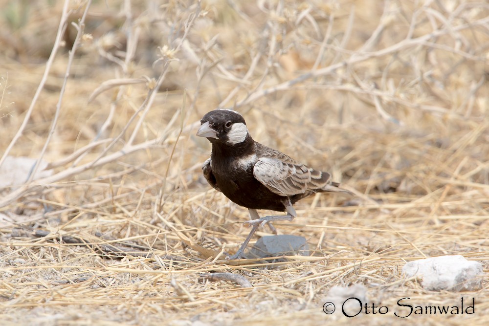 Gray-backed Sparrow-Lark - Otto Samwald