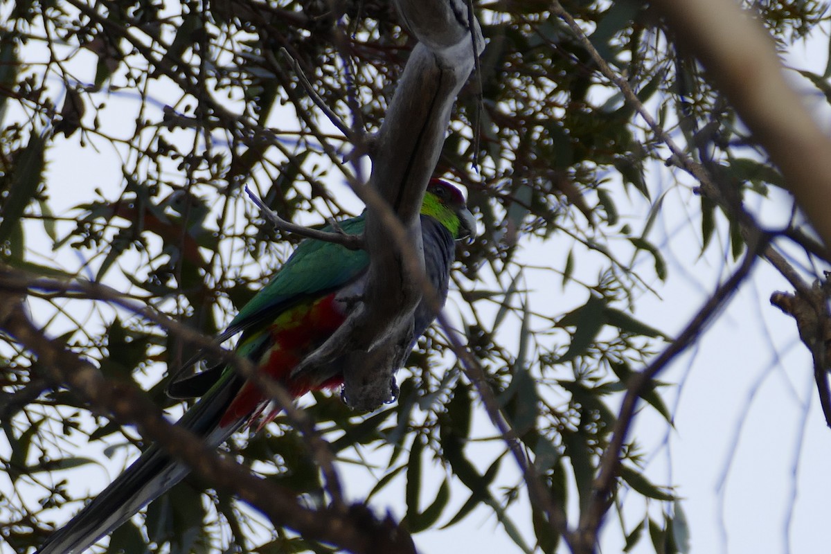 Red-capped Parrot - ML121779661