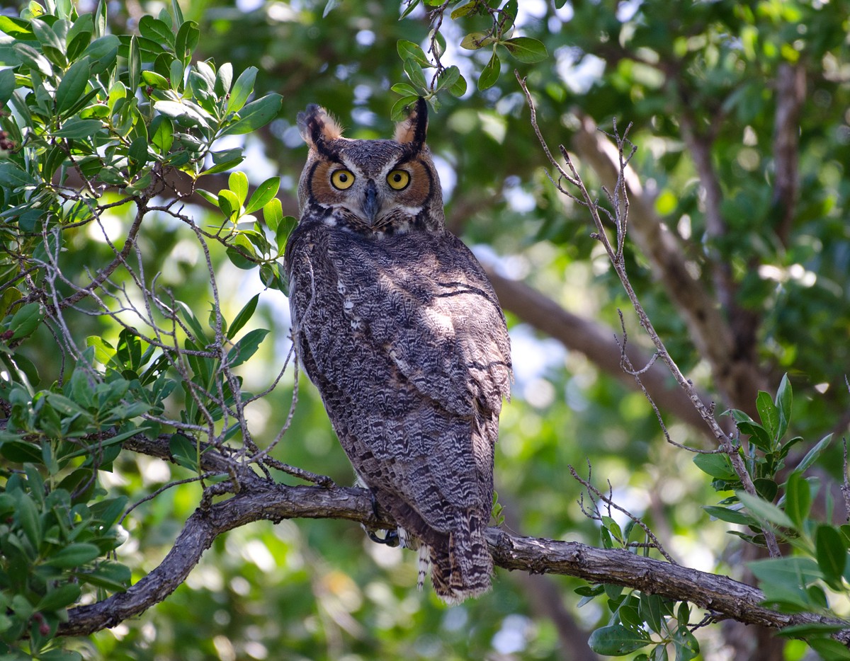 Great Horned Owl - Larry Manfredi