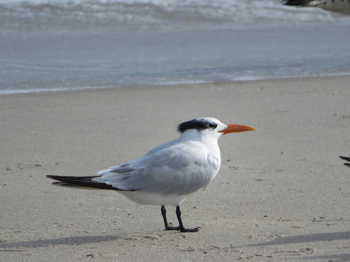 Royal Tern - karl  schmidt