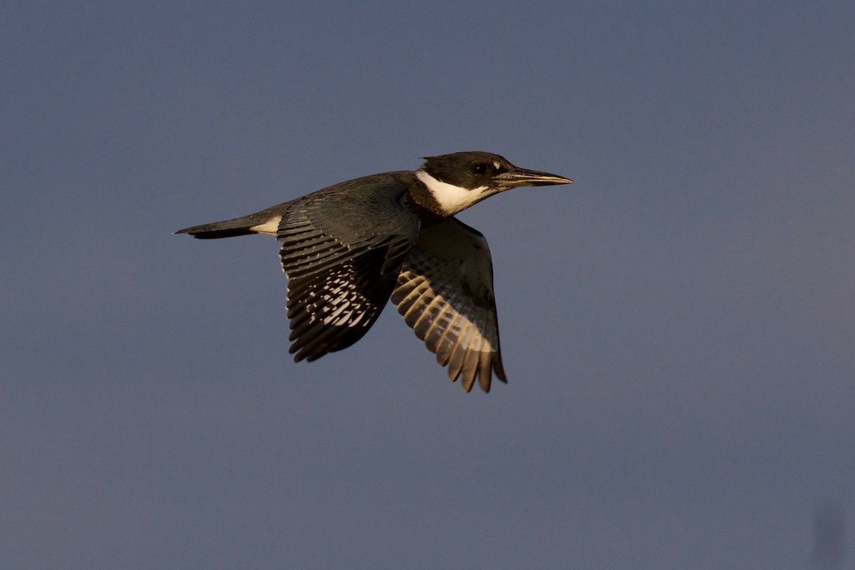 Belted Kingfisher - ML121783031