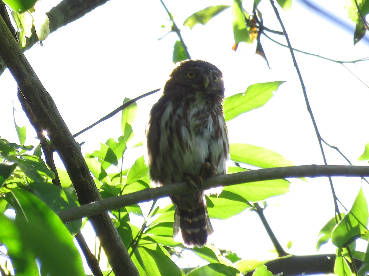 Ferruginous Pygmy-Owl - Marco Fidalgo