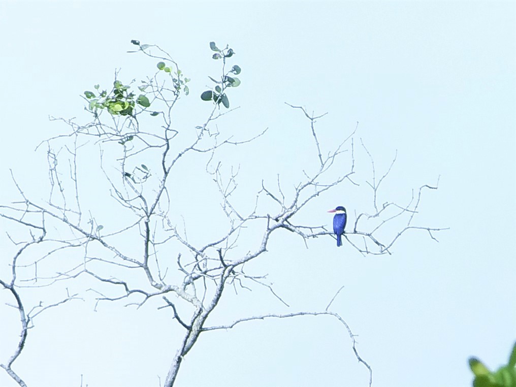 Black-capped Kingfisher - Hui Zhen Tan